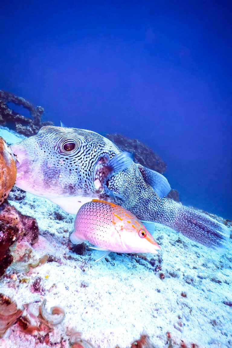 Stranded Scuba Diver – How to Get to Shore