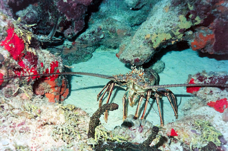 Predive Safety Check Prevents Scuba Disaster