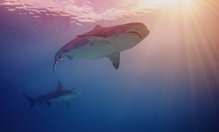 Learn: Understand Your Scuba Buddy Signals