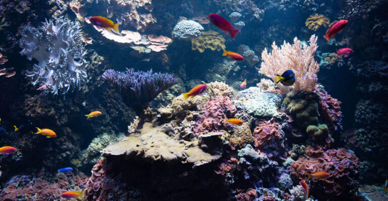 How Can I Reduce my COVID-19 Risk While Diving?