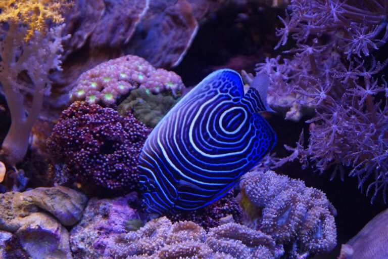 Scuba Diving Training Tips: Deep-Dive Confusion